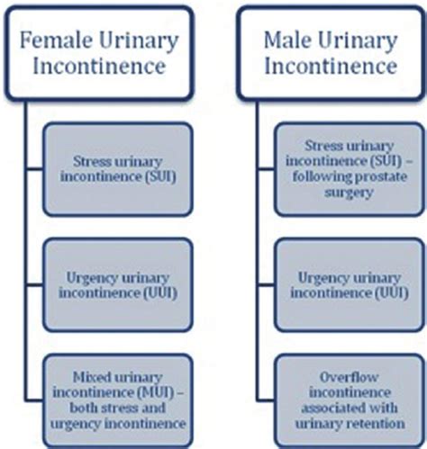 Common Types Of Urinary Incontinence By Gender Download Scientific