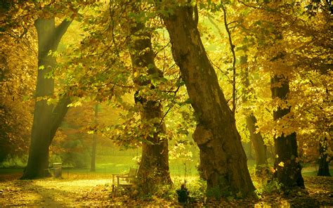 Осенний лес обои для рабочего стола картинки и фото