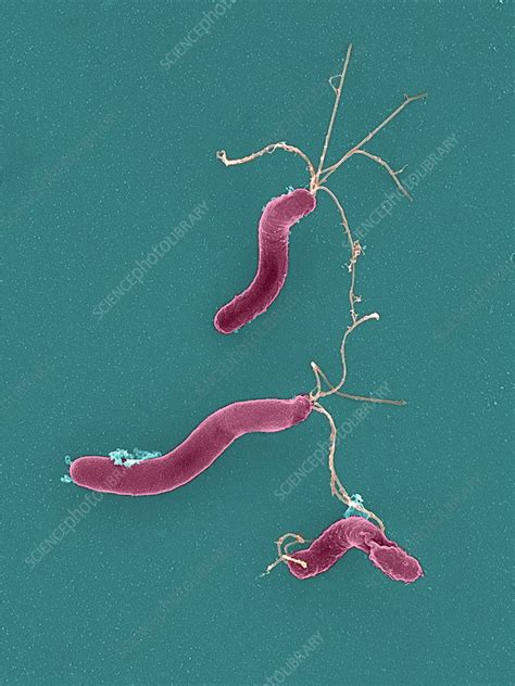 Helicobacter Pylori Bacteria Sem Stock Image B2201424 Science