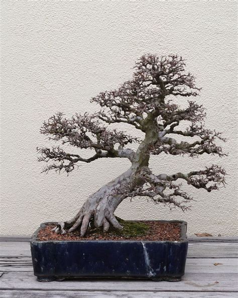 The Ancient History And Symbolic Meaning Of The Bonsai Tree Miif Plus
