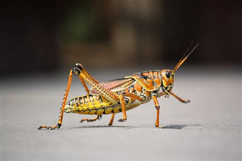 Fotos Gratis Naturaleza Fotografía Animal Cerca Fauna