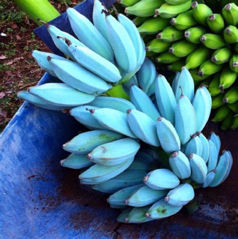 Blue Javan Bananas Bananas That Supposedly Taste Like Vanilla Ice