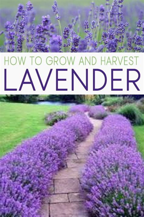 How To Grow Lavender And Propagate It With Images Lavender Garden