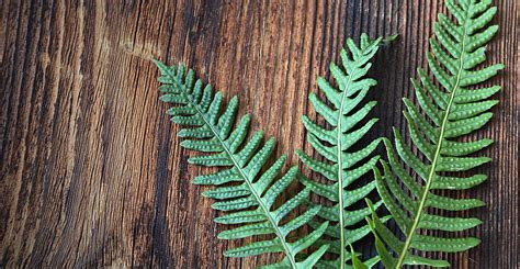 Ask Wet And Forget Grow Ferns Indoors A Quick Guide To Adding Greenery