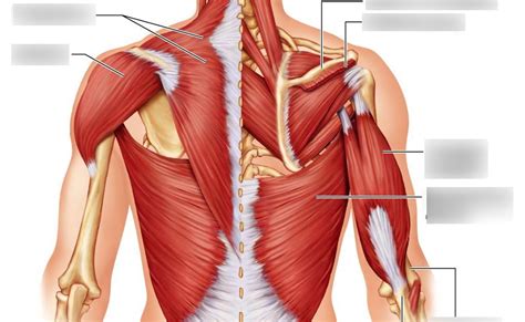Back Muscles Diagram Human Anatomy Of Muscles Detailed Diagram Of