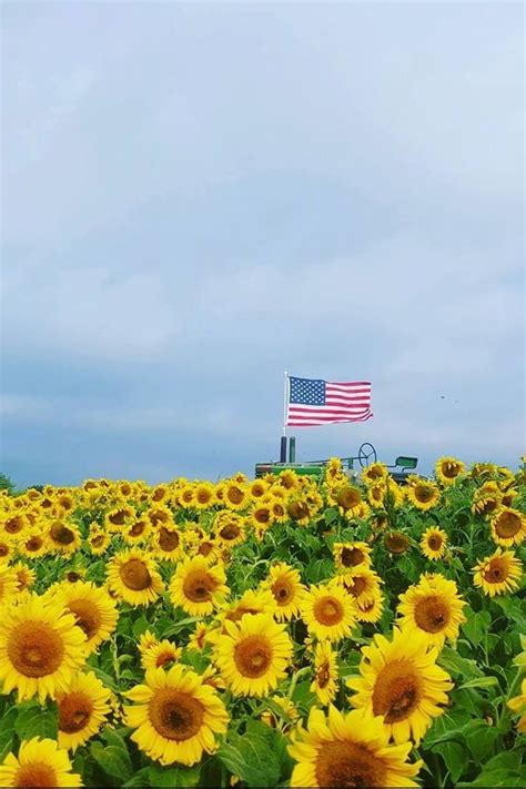Planting trees, shrubs, and even some ground covers over septic system components are causes of septic system failure in the drain field, leach field, seepage bed, or similar components. The 30 Prettiest Sunflower Fields Across the U.S ...