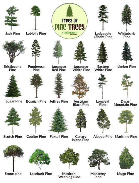 Pine Tree Identification Chart