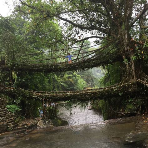 The Living Root Bridges Of Cherrapunji Shillong Don Bosco Arunachal