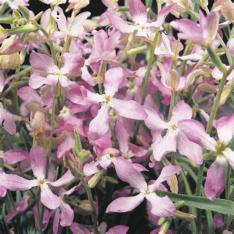 Stock Night Scented Flower Seeds From Dt Brown