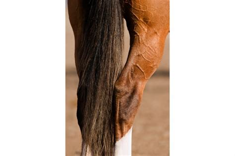 Hock Injections 101 How Your Horse Might Benefit