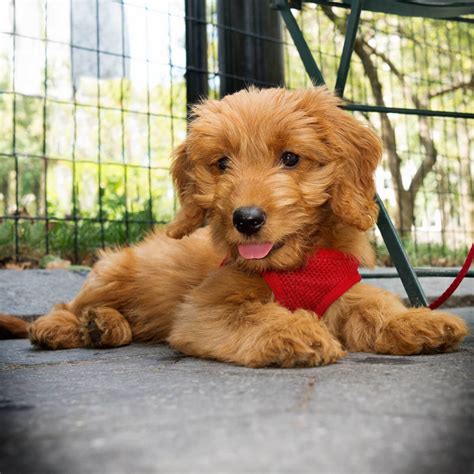 Petite Goldendoodle Dog Breed ? Everything About Petite Goldendoodle