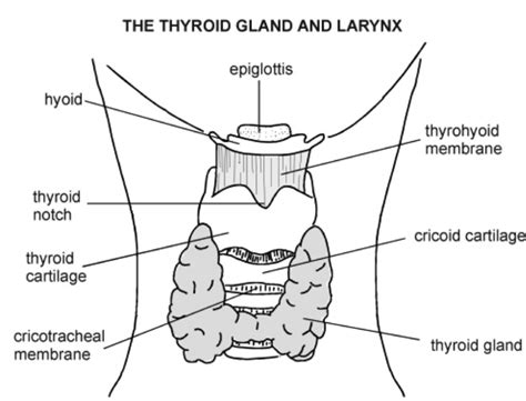 Simple line diagrams accompany the text. Testing Your Thyroid: The Definitive Guide to Optimal ...