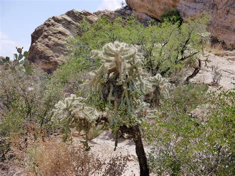 Official instagram account for saguaro national park. American Travel Journal: Javelina Rocks Overlook - Saguaro ...
