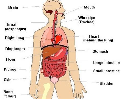 What organs are under your left rib cage? Pin on For Me