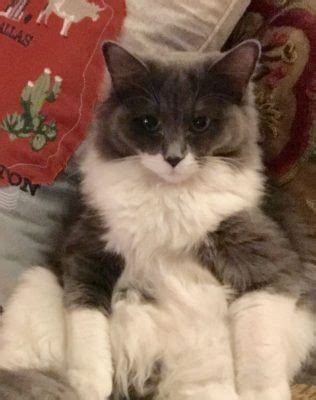 Posted by agata in pets for sale, cats in aberdeen. Ragdoll kittens for sale in Dallas Metroplex area | Texas ...