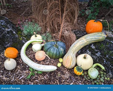 Autumn Vegetables Decorating A Garden Stock Photo Image Of Food