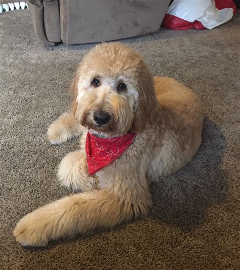 Oliver the goldendoodle, who goes by the name of oliverthegoldendoodle on instagram, is taking the canine fashion world by storm. Teddy Bear Shaggy Teddy Bear Goldendoodle Haircuts
