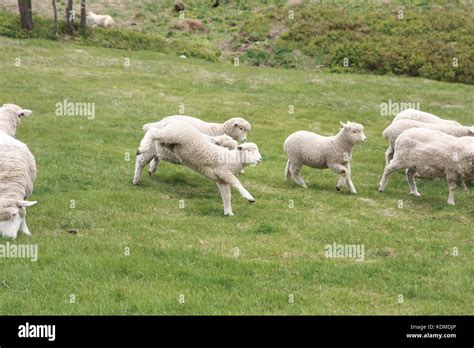 Baby Lamb Running Hi Res Stock Photography And Images Alamy