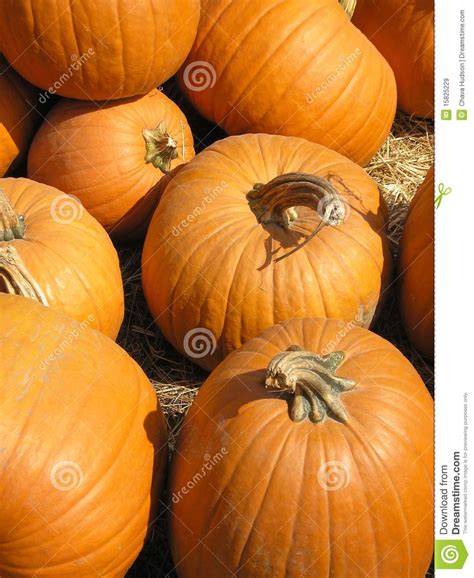 Pumpkins Stock Image Image Of Farm Pumpkin Pumpkins 15825229