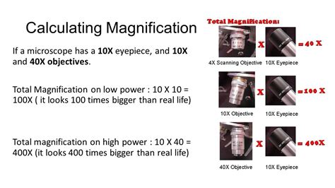 This short video explains how to work out the magnification of a microscope image using just the scale bar and a ruler. how do you determine the total magnification of a microscope