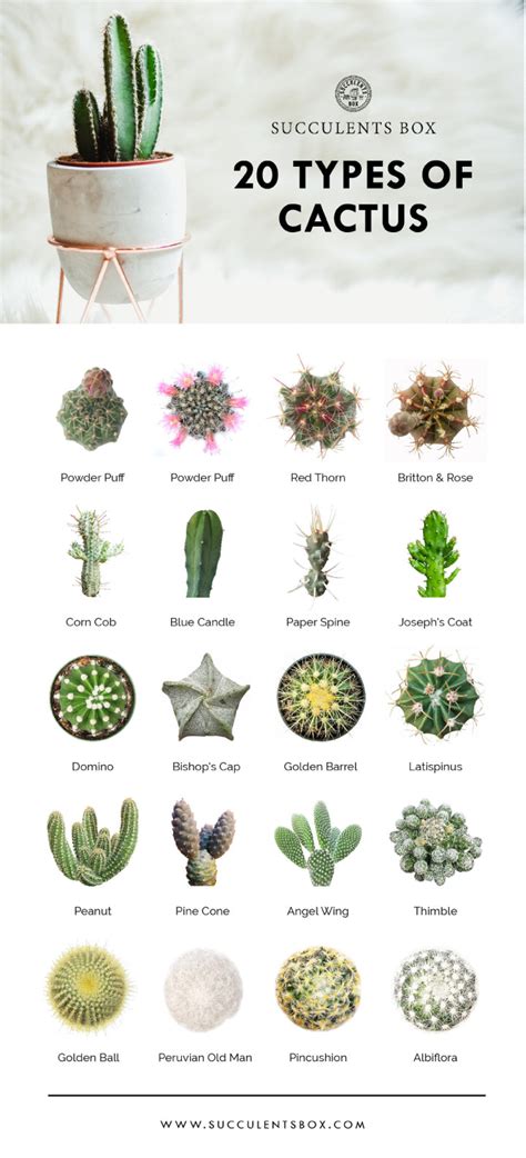 Types Of Succulents Digital Printable Succulent Identification Chart