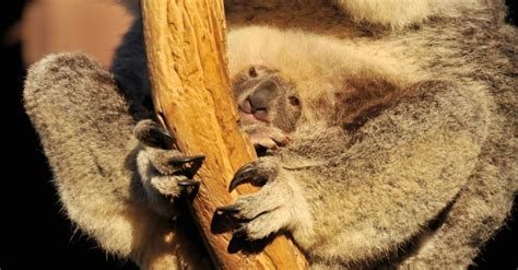 Whats A Baby Koala Called 4 More Amazing Facts And Pictures A Z
