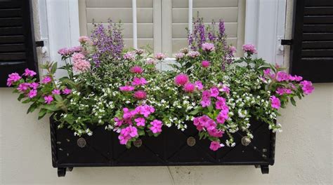 15 Fresh Ideas For Summer Windowboxes That Pop