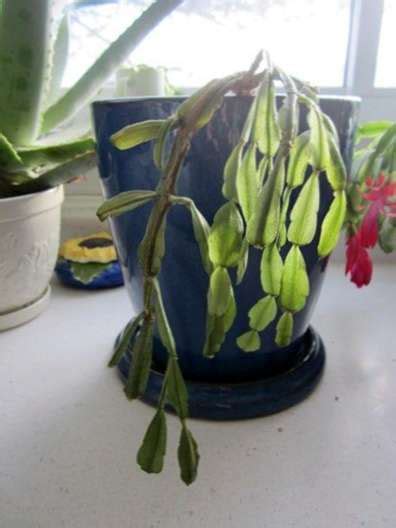 Plantes à feuillage persistant plantes grasses plantes vertes feuillages panachés fleurs blanches fleurs jaunes fleurs orange famille, origine, utilisation du zygocactus ou cactus de noël. Cactus de Noël est en pourriture: conseils sur le ...