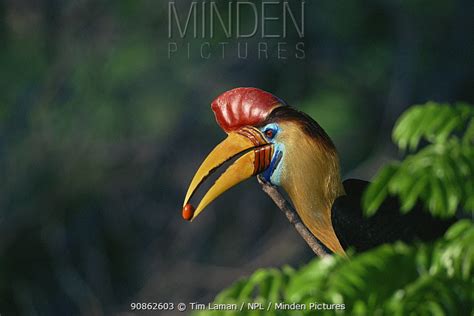 Sulawesi Red Knobbed Hornbill Stock Photo Minden Pictures