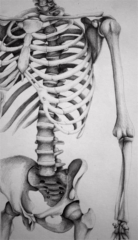 Skeleton Medium Pencil Artist Melissa B Art Lesson Ideas