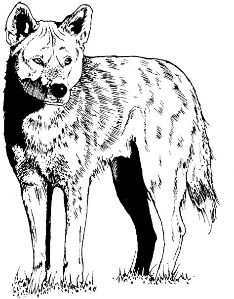 We have compiled for you a large collection of images with different animals. Free Coyote Coloring Page | Coloring pages, Coloring books ...
