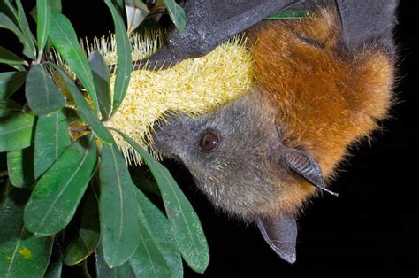 Not In My Backyard How To Live Alongside Flying Foxes In Urban Australia