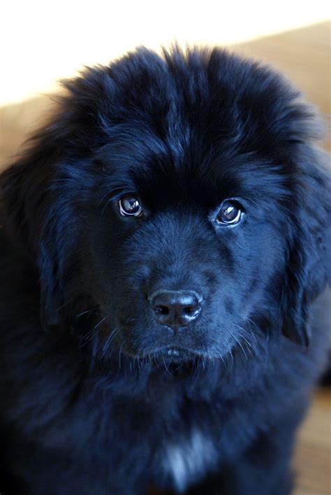 Carefully monitored and repeated with the same human subject and four different horses. Newfoundland Dog Size Compared To Human