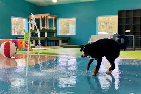 The Only Indoor Dog Waterpark In The Country Is Here In Sd