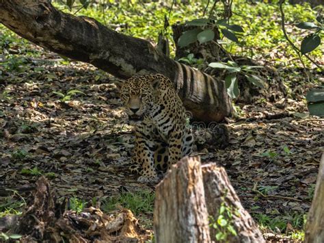 Jaguar Panthera Onca Is The Largest American Feline Guatemala Stock