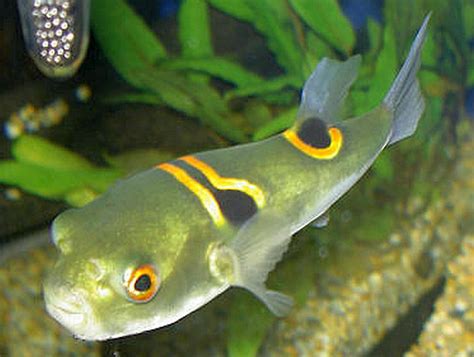 The Orange Saddle Fugu Puffer Takifugu Ocellatus Tropical Fish Keeping