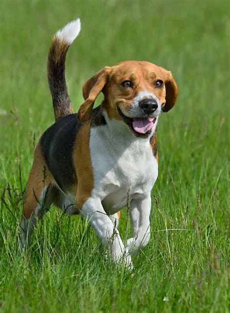 99 Image Of Beagle Puppy L2sanpiero