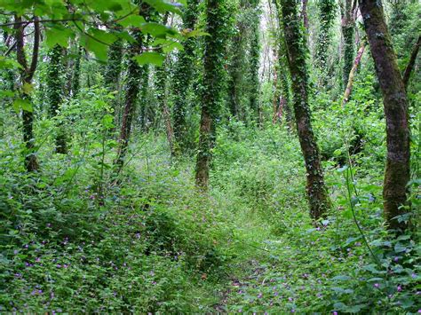Free Photo Green Woods Floor Forest Moss Free Download Jooinn