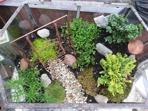 Miniature ferns, polka dot plants. Lets Grow: Fairy Garden Terrarium