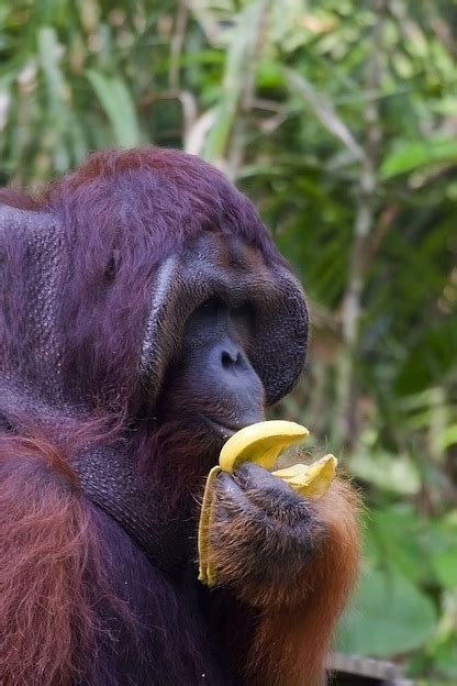 Orangutan Feeding Orangutan Facts And Information