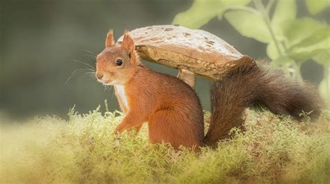 Red Squirrel Standing In Front Photograph By Geert Weggen Fine Art America