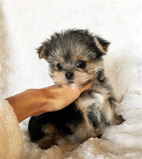 Teacup Morkie Puppies For Sale In Florida - Morkie Puppies For Sale ...