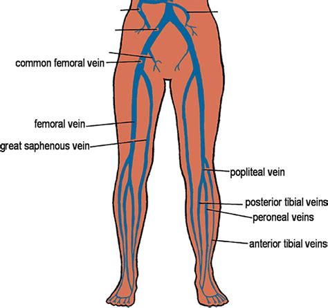 Lower Extremity Superficial Vein Anatomy My Xxx Hot Girl