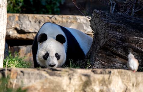 Giant Panda Breeding Update From Bamboo Forest Adelaide Zoo