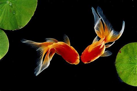 Goldfish Wallpapers Wallpaper Cave