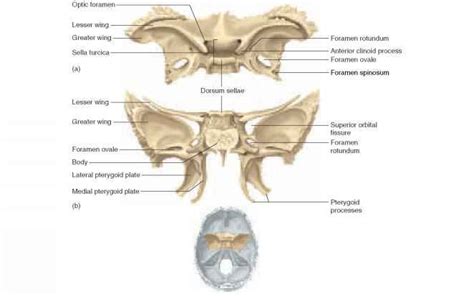 Figure 811 The Sphenoid Bone A Superior View Fa Posterior View