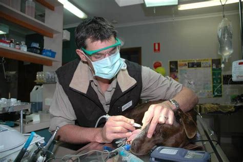 Dentistry Eureka Veterinary Hospital And Mount Clear Vet Clinic