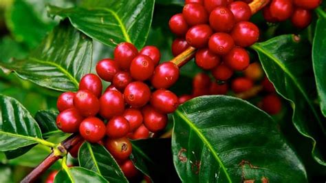 keunggulan  karakteristik kopi robusta  sehatq