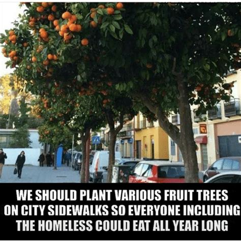 Planting Fruit Trees For The Homeless Fruit Trees