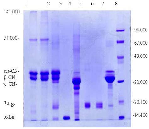 Most sds page sample buffers contain the following: SDS-Gel Electrophoresis of Milk - NFSC450: Nutrient ...